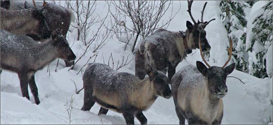 Mountain Caribou.