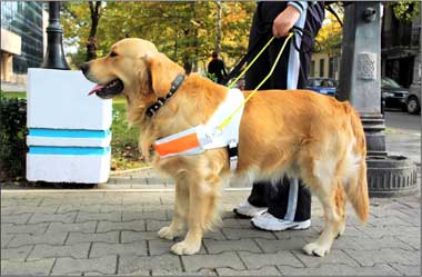 Photograph -- Seeing-eye dog