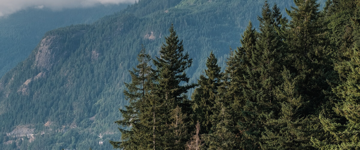 a landscape picture of the british columbia's forest